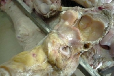 'Phù phép' vó bò thối thành đặc sản